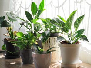 φυτά εσωτερικού χώρου